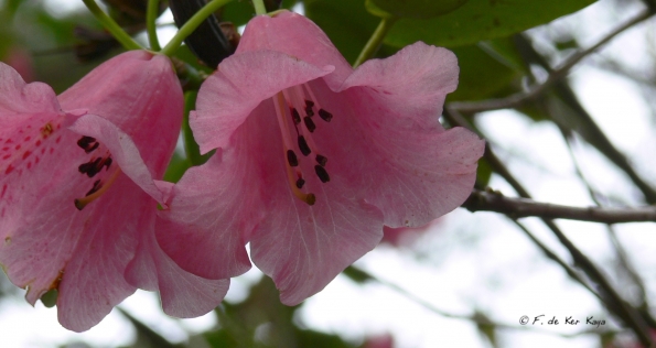 Bois des Moutiers (124) mai 2012